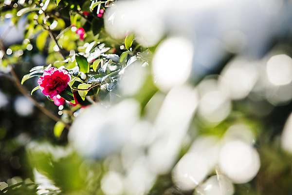 포토 JPG 주간 자연 나뭇잎 사람없음 야외 아웃포커스 소프트포커스 전라남도 겨울꽃 동백 신안 겨울풍경 국내포토 자연요소 꽃 잎 겨울 촬영기법 풍경 전라도 생태계 파일형식