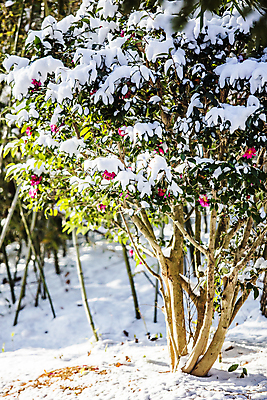 포토 JPG 주간 자연 사람없음 야외 눈 전라남도 겨울꽃 동백 동백나무 신안 겨울풍경 눈덮임 국내포토 자연요소 나무 꽃 컨셉 겨울 날씨 풍경 전라도 생태계 파일형식