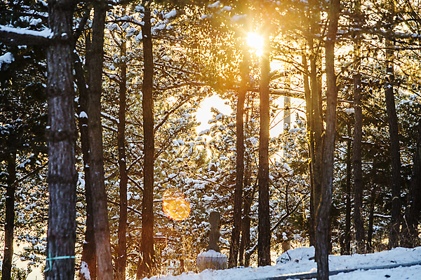 포토 JPG 주간 나무 겨울 자연 사람없음 야외 햇빛 눈 숲속 숲 전라남도 신안 겨울풍경 눈덮임 국내포토 자연요소 식물 계절 컨셉 날씨 풍경 태양 전라도 생태계 파일형식