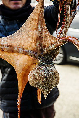 포토 JPG 주간 남자 한명 들기 상반신 성인 사람없음 야외 아웃포커스 경상남도 문어 남해 고성_경상남도 성인남자한명만 겨울풍경 국내포토 자연요소 1 바다 겨울 모션 연체동물 촬영기법 사람 풍경 수중동물 경상도 남자한명만 성인남자만 파일형식