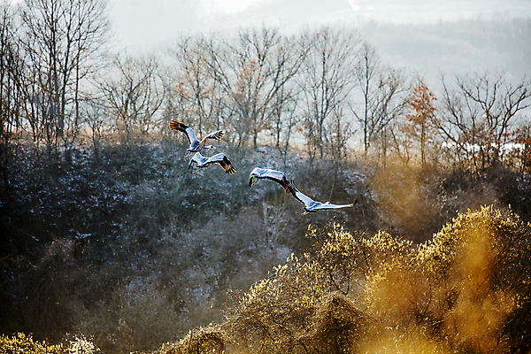 포토 JPG 주간 나무 겨울 여러마리 사람없음 야외 아웃포커스 햇빛 학 비행 경기도 철새 겨울풍경 연천 여우와두루미 국내포토 자연요소 식물 계절 다수 조류 한국 촬영기법 풍경 태양 파일형식 이솝우화