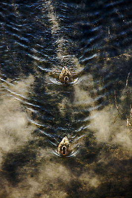 포토 JPG 주간 두마리 겨울 자연 오리 사람없음 야외 강원도 춘천 소양강 겨울풍경 국내포토 자연요소 계절 2 조류 한국 풍경 강 생태계 파일형식