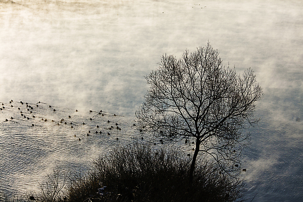 포토 JPG 주간 나무 실루엣 겨울 여러마리 자연 조류 사람없음 야외 강원도 춘천 소양강 겨울풍경 국내포토 자연요소 식물 동물 계절 다수 한국 촬영기법 풍경 강 생태계 파일형식