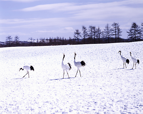포토 JPG 주간 나무 구름 겨울 여러마리 하늘 풍경 사람없음 야외 설원 학 눈 겨울풍경 국내포토 자연요소 식물 계절 다수 조류 날씨 눈_날씨 파일형식