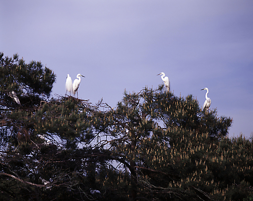 포토 JPG 주간 나무 여러마리 하늘 풍경 사람없음 야외 황새 국내포토 자연요소 식물 다수 조류 파일형식