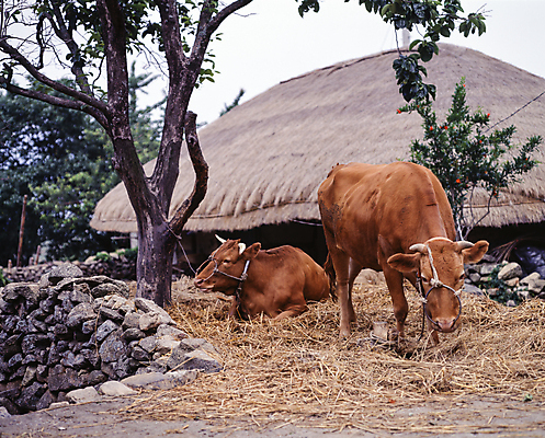 포토 JPG 주간 나무 두마리 돌담 초가집 풍경 사람없음 야외 소 볏짚 먹기 국내포토 자연요소 식물 2 포유류 모션 한옥 담장 돌_바위 짚 파일형식