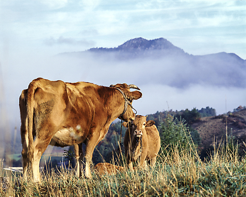 포토 JPG 주간 구름 두마리 하늘 산 풍경 초원 사람없음 야외 안개 소 산등성이 송아지 국내포토 자연요소 새끼 2 포유류 날씨 파일형식