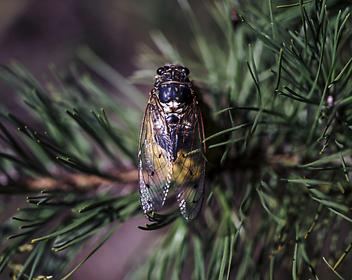 포토 JPG 한마리 풍경 근접촬영 사람없음 야외 아웃포커스 솔잎 매미 국내포토 1 뷰포인트 곤충 잎 촬영기법 파일형식