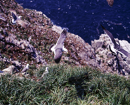 포토 JPG 주간 바다 여러마리 갈매기 풍경 사람없음 야외 아웃포커스 비행 풀 새떼 국내포토 자연요소 식물 다수 조류 촬영기법 파일형식