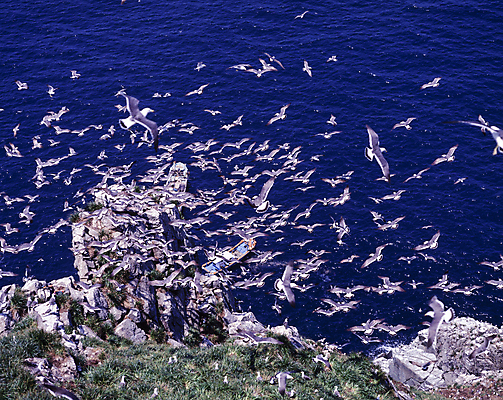 포토 JPG 주간 바다 여러마리 갈매기 풍경 사람없음 야외 암석 비행 새떼 국내포토 자연요소 다수 조류 돌_바위 파일형식