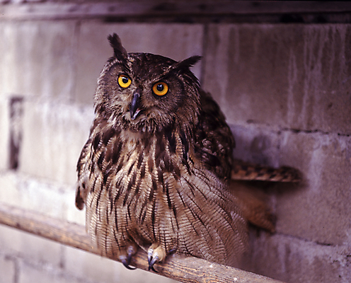 포토 JPG 주간 한마리 응시 벽 앉기 풍경 사람없음 야외 부엉이 국내포토 자연요소 1 시선 모션 조류 파일형식