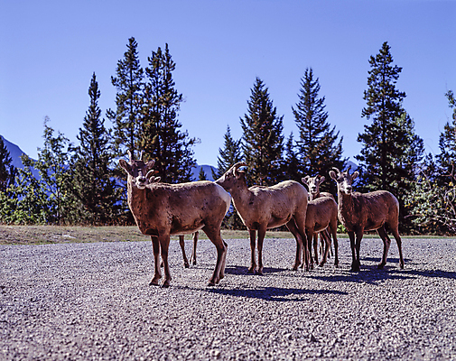 포토 JPG 주간 나무 도로 야생동물 여러마리 하늘 그림자 풍경 사람없음 야외 가젤 국내포토 자연요소 식물 동물 길 다수 교통시설 파일형식