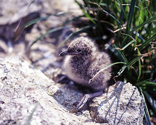 포토 JPG 주간 새끼 갈매기 풍경 사람없음 야외 아웃포커스 바위 풀잎 국내포토 자연요소 동물 잎 조류 촬영기법 돌_바위 풀_식물 파일형식