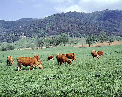 포토 JPG 주간 나무 구름 여러마리 하늘 산 풍경 초원 사람없음 야외 소 방목 산등성이 소떼 국내포토 자연요소 식물 다수 포유류 축산업 파일형식