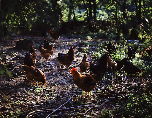 포토 JPG 주간 여러마리 풍경 사람없음 야외 아웃포커스 닭 방목 양계장 국내포토 자연요소 다수 조류 촬영기법 축산업 파일형식