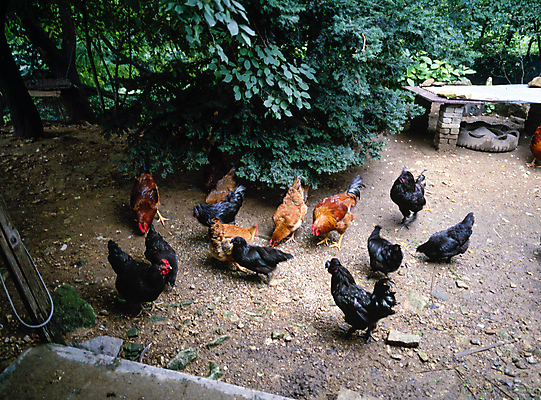포토 JPG 주간 나무 잎 여러마리 풍경 사람없음 야외 닭 방목 양계장 국내포토 자연요소 식물 다수 조류 축산업 파일형식