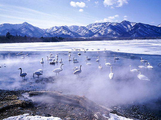 포토 JPG 주간 구름 겨울 여러마리 하늘 산 풍경 사람없음 야외 안개 산등성이 백조 새떼 겨울풍경 눈덮임 국내포토 자연요소 계절 다수 컨셉 조류 날씨 파일형식