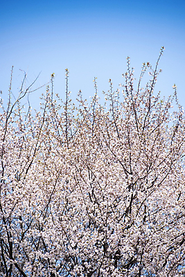 포토 JPG 주간 자연 하늘 사람없음 야외 봄풍경 벚꽃 벚나무 숲 과천 국내포토 자연요소 나무 꽃 풍경 봄 생태계 경기도 파일형식