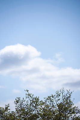 포토 JPG 주간 나무 구름 자연 하늘 사람없음 야외 봄풍경 과천 국내포토 자연요소 식물 풍경 봄 생태계 경기도 파일형식