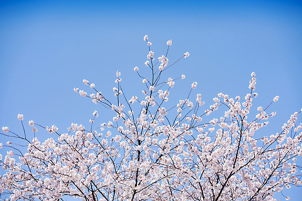포토 JPG 주간 자연 하늘 사람없음 야외 봄풍경 벚꽃 나뭇가지 과천 국내포토 자연요소 나무 꽃 풍경 봄 생태계 경기도 파일형식