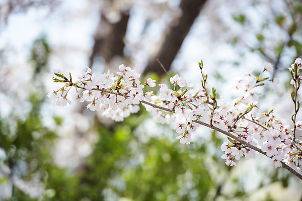 포토 JPG 주간 자연 사람없음 야외 아웃포커스 봄풍경 벚꽃 나뭇가지 벚나무 과천 국내포토 자연요소 나무 꽃 촬영기법 풍경 봄 생태계 경기도 파일형식