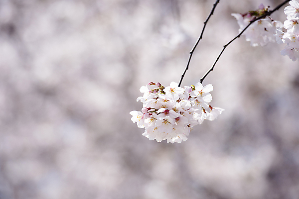 포토 JPG 주간 자연 사람없음 야외 아웃포커스 봄풍경 벚꽃 나뭇가지 과천 국내포토 자연요소 나무 꽃 촬영기법 풍경 봄 생태계 경기도 파일형식