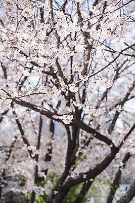 포토 JPG 주간 자연 사람없음 야외 아웃포커스 봄풍경 벚꽃 나뭇가지 벚나무 과천 국내포토 자연요소 나무 꽃 촬영기법 풍경 봄 생태계 경기도 파일형식