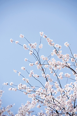 포토 JPG 주간 자연 하늘 사람없음 야외 봄풍경 벚꽃 나뭇가지 과천 국내포토 자연요소 나무 꽃 풍경 봄 생태계 경기도 파일형식
