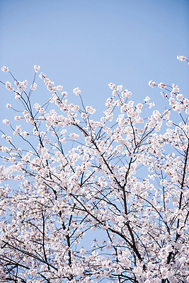 포토 JPG 주간 자연 하늘 사람없음 야외 봄풍경 벚꽃 나뭇가지 과천 국내포토 자연요소 나무 꽃 풍경 봄 생태계 경기도 파일형식