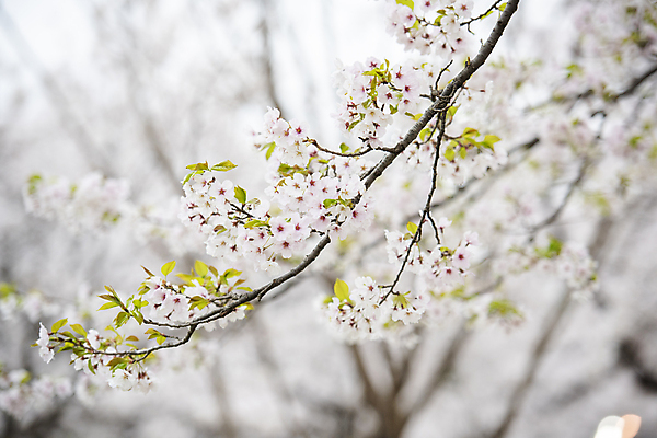 포토 JPG 주간 자연 사람없음 야외 아웃포커스 봄풍경 벚꽃 나뭇가지 벚나무 과천 국내포토 자연요소 나무 꽃 촬영기법 풍경 봄 생태계 경기도 파일형식