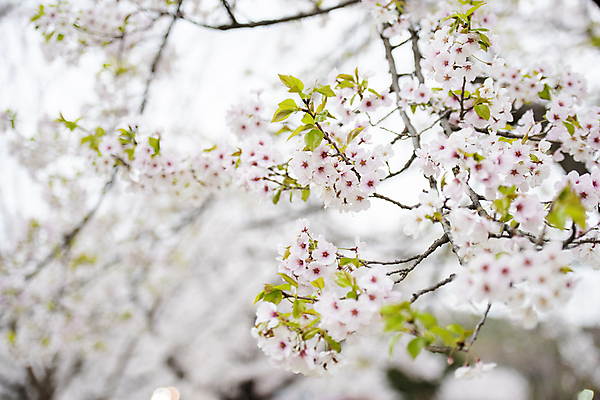 포토 JPG 주간 자연 사람없음 야외 아웃포커스 봄풍경 벚꽃 나뭇가지 벚나무 과천 국내포토 자연요소 나무 꽃 촬영기법 풍경 봄 생태계 경기도 파일형식