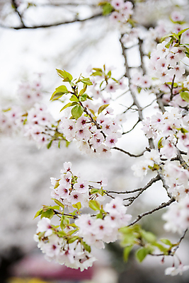 포토 JPG 주간 자연 사람없음 야외 아웃포커스 봄풍경 벚꽃 나뭇가지 과천 국내포토 자연요소 나무 꽃 촬영기법 풍경 봄 생태계 경기도 파일형식