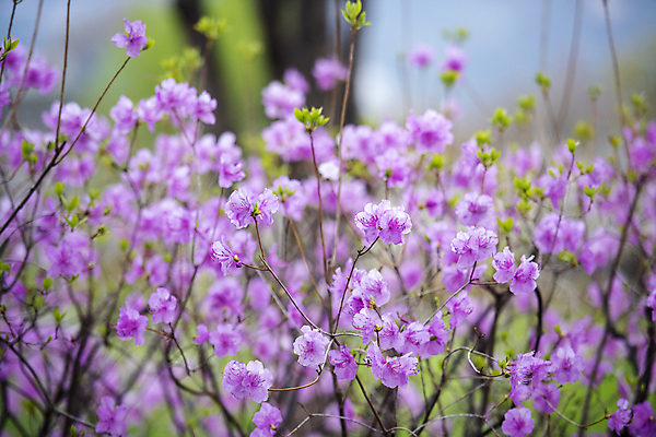 포토 JPG 주간 자연 사람없음 야외 아웃포커스 봄풍경 진달래 과천 국내포토 자연요소 꽃 촬영기법 풍경 봄 생태계 경기도 파일형식