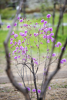 포토 JPG 주간 공원 자연 사람없음 야외 봄풍경 나뭇가지 소프트포커스 진달래 과천 국내포토 자연요소 나무 공공시설 꽃 촬영기법 풍경 봄 생태계 경기도 파일형식