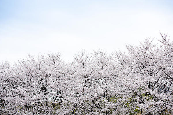 포토 JPG 주간 자연 하늘 사람없음 야외 봄풍경 벚꽃 벚나무 숲 과천 국내포토 자연요소 나무 꽃 풍경 봄 생태계 경기도 파일형식