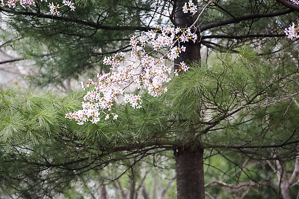 포토 JPG 주간 자연 사람없음 야외 봄풍경 벚꽃 나뭇가지 소나무 과천 국내포토 자연요소 나무 꽃 풍경 봄 생태계 경기도 파일형식