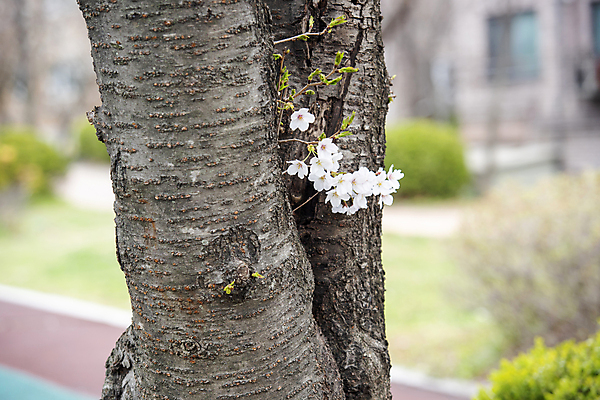 포토 JPG 주간 자연 근접촬영 사람없음 야외 아웃포커스 봄풍경 벚꽃 벚나무 과천 국내포토 자연요소 나무 꽃 뷰포인트 촬영기법 풍경 봄 생태계 경기도 파일형식