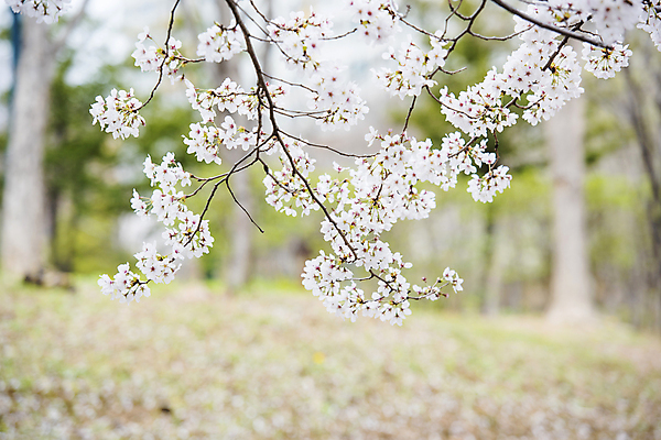 포토 JPG 주간 자연 사람없음 야외 아웃포커스 봄풍경 벚꽃 나뭇가지 과천 국내포토 자연요소 나무 꽃 촬영기법 풍경 봄 생태계 경기도 파일형식