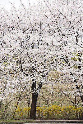 포토 JPG 주간 자연 사람없음 야외 봄풍경 벚꽃 벚나무 개나리 과천 국내포토 자연요소 나무 꽃 풍경 봄 생태계 경기도 파일형식