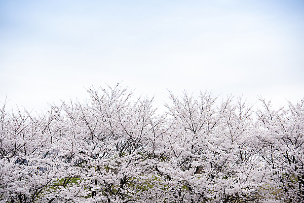 포토 JPG 주간 자연 하늘 사람없음 야외 봄풍경 벚꽃 벚나무 숲 과천 국내포토 자연요소 나무 꽃 풍경 봄 생태계 경기도 파일형식