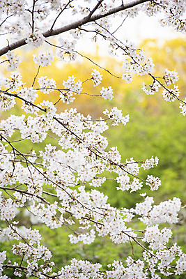 포토 JPG 주간 자연 사람없음 야외 아웃포커스 봄풍경 벚꽃 나뭇가지 과천 국내포토 자연요소 나무 꽃 촬영기법 풍경 봄 생태계 경기도 파일형식