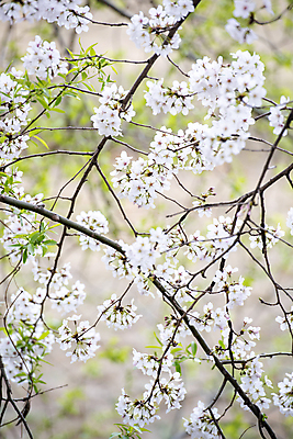 포토 JPG 주간 자연 사람없음 야외 아웃포커스 봄풍경 벚꽃 나뭇가지 과천 국내포토 자연요소 나무 꽃 촬영기법 풍경 봄 생태계 경기도 파일형식
