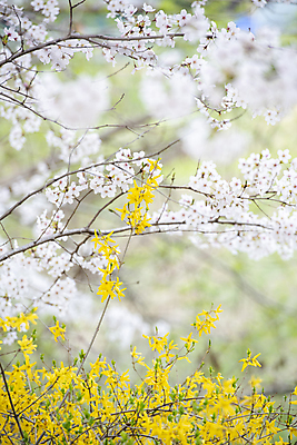 포토 JPG 주간 자연 사람없음 야외 아웃포커스 봄풍경 벚꽃 나뭇가지 개나리 과천 국내포토 자연요소 나무 꽃 촬영기법 풍경 봄 생태계 경기도 파일형식
