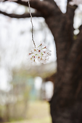 포토 JPG 주간 자연 사람없음 야외 아웃포커스 봄풍경 나뭇가지 벚나무 놀이터 과천 국내포토 자연요소 나무 놀이 촬영기법 풍경 봄 벚꽃 생태계 경기도 파일형식