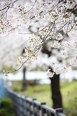포토 JPG 주간 자연 사람없음 야외 아웃포커스 울타리 봄풍경 벚꽃 나뭇가지 벚나무 과천 국내포토 자연요소 나무 꽃 촬영기법 풍경 담장 봄 생태계 경기도 파일형식