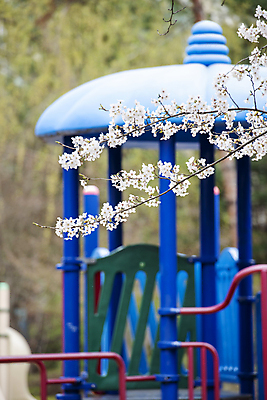 포토 JPG 주간 자연 사람없음 야외 아웃포커스 봄풍경 벚꽃 나뭇가지 놀이터 과천 국내포토 자연요소 나무 꽃 놀이 촬영기법 풍경 봄 생태계 경기도 파일형식