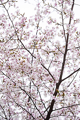 포토 JPG 주간 자연 사람없음 야외 봄풍경 벚꽃 나뭇가지 과천 국내포토 자연요소 나무 꽃 풍경 봄 생태계 경기도 파일형식