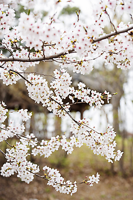 포토 JPG 주간 자연 사람없음 야외 아웃포커스 봄풍경 벚꽃 나뭇가지 과천 국내포토 자연요소 나무 꽃 촬영기법 풍경 봄 생태계 경기도 파일형식