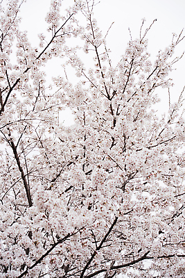 포토 JPG 주간 사람없음 야외 봄풍경 벚꽃 나뭇가지 과천 국내포토 자연요소 나무 꽃 풍경 봄 경기도 파일형식