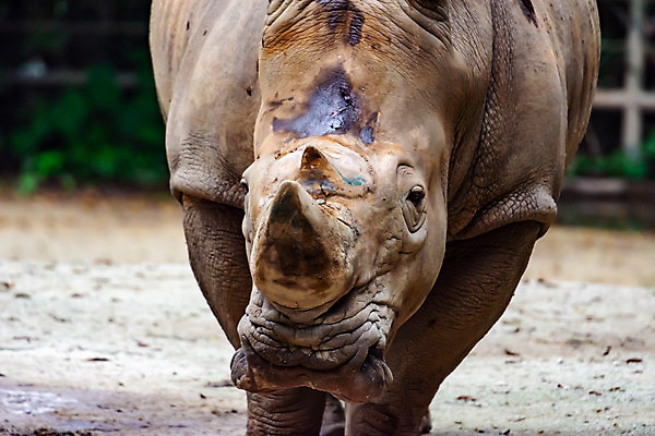 포토 JPG 해외이미지 동물 공원 얼굴 야생동물 백그라운드 포유류 아프리카 자연 초식동물 추상 조명 뿔 성인 사람없음 야외 머리 저녁식사 힘 흰색 볏짚 위험 큼 먹이 먹기 사파리 질감 멸종 코뿔소 남쪽 내추럴 옛날 전국 해외포토 공공시설 나라 컬러 컨셉 무늬 모션 사람 신체부위 식사 짚 크기 방향 생태계 파일형식 이미지허브